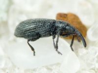 Stenopterapion (Stenopterapion) tenue