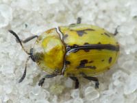 Pilemostoma fastuosa