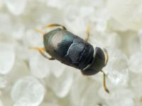 Choreia inepta