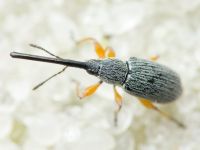 Rhopalapion longirostre