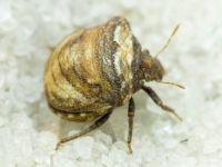 Vilpianus galii