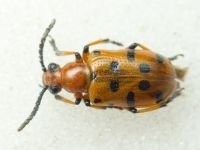 Crioceris duodecimpunctata