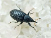 Gymnetron melanarium