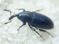 Aulacobaris picicornis
