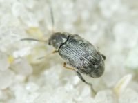 Bruchidius pusillus