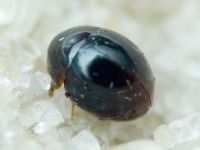 Leiodidae