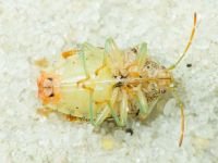 Elasmucha grisea