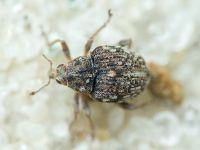 Rhinoncus bruchoides