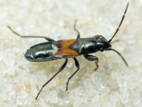 Pterotmetus staphyliniformis