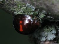 Chilocorus bipustulatus