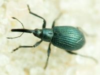 Mesotrichapion punctirostre