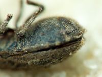 Odontoscelis (Obscuromorpha) hispidula