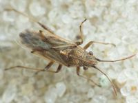 Nysius helveticus