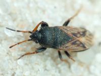 Megalonotus sabulicola