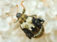 Orchestes