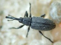 Apioninae