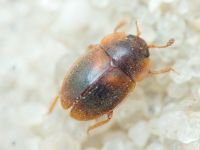 Nitidulidae