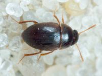Leiodidae