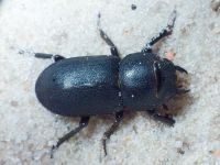 Coleoptera