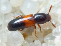 Corticeus fasciatus