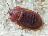 Coleoptera