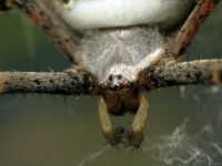Argiope bruennichi