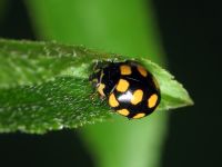 Coccinula quatuordecimpustulata