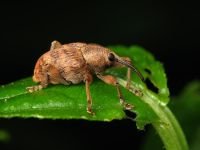 Curculio venosus