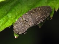Agrypnus murinus