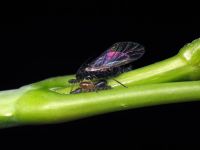 Aphis