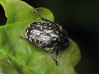 Oxythyrea funesta