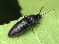 Hemicrepidius niger
