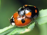 Adalia bipunctata