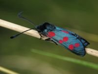 Zygaena filipendulae