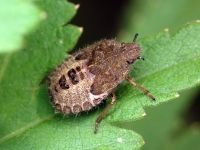 Dolycoris baccarum