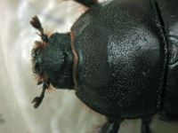 Oryctes nasicornis