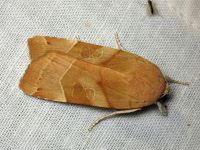 Noctua fimbriata