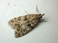Scoparia