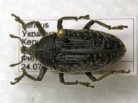 Larinus latus
