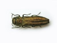 Agrilus (Agrilus) viridis viridis