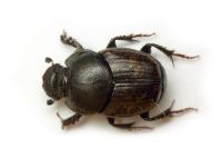 Onthophagus nuchicornis