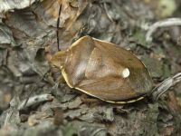 Chlorochroa pinicola