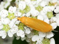 Eilema sororcula