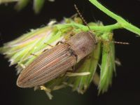 Agriotes lineatus