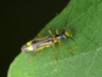Malthinus flaveolus