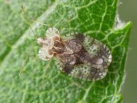Stephanitis pyri