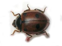 Hippodamia undecimnotata