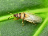 Oxycarenus (Euoxycarenus) pallens