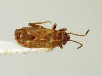 Lygaeosoma sardeum
