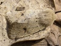 Orthosia cruda